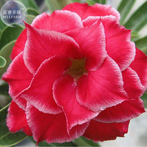 New Fresh Fresh Red Adenium Obesum Desert Rose Seeds 2 Seeds 4 Layer With Little - $4.16