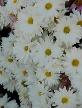 500 Seeds, Bellfarm White Lar Dual Daisy Seeds YQ-1094 - £15.17 GBP