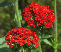 Maltese Cross Lychnis Chalcedonica 1000 Seeds Garden Beautiful USA Seller - $17.98