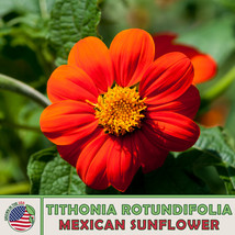 USA SELLER 50 Mexican Sunflower Seeds Tithonia Rotundifolia Bee &amp; Hummingbird At - £8.69 GBP