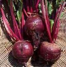 500 Beet Early Wonder Tall Top Great Heirloom Vegetable Seeds - £7.03 GBP