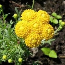 Ageratum - Yellow - 200 Seeds Free Shipping - $75.58 MXN