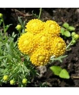 Ageratum - Yellow - 200 Seeds Free Shipping - $74.56 MXN