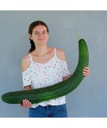 CUCUMBER METKI DARK GREEN SERPENT, 25 SEEDS R - £12.64 GBP