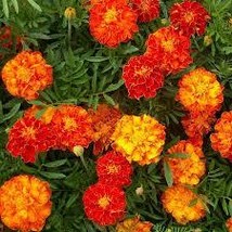 SPARKY FRENCH MARIGOLD SEED MIX Tagetes patula 500 Seeds for Planting  - $17.00