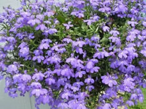 50 Lobelia Regatta Lilac Flower Seeds Fresh Seeds - $18.90