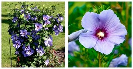 NEW! HIBISCUS SYRIACUS &#39;BLUEBIRD&#39; -STARTER PLANT - APPROX 6-8 INCH - £32.04 GBP