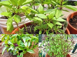 300 Seeds THAI BASIL Asian Organic Herb Summer Vegetable Garden Patio Container - £13.43 GBP