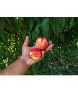 TeL Dwarf Peach Tree {Prunus persica} Fast Growing 5 seeds US  - £11.21 GBP