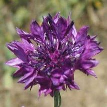 35 Centaurea Purple Cornflower Bachelor's Button Seeds Annual Flower - $17.96