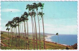 Barbados Caribbean Island Postcard Bathsheba Coast Lin Through The Palms - £2.32 GBP