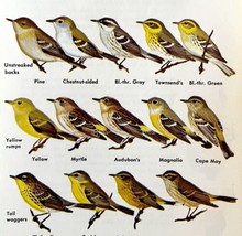 Warblers Wingbars Tail Spots Types 1966 Color Bird Art Print Nature #11 ... - £16.11 GBP