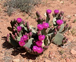 1 Cutting, Opuntia basilaris, Cactus, Beaver Tail Pink Flower Heart Pric... - $60.00