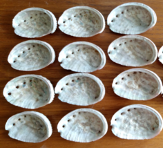 Lot of 12 small 3.5 Inch Baby Abalone Shells  3 1/2&quot; - £25.30 GBP