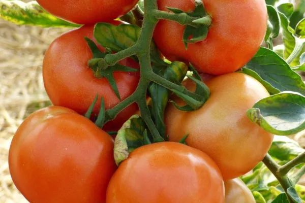 Marglobe Supreme Tomato Seeds 100 Ct Vegetable Heirloom Non Gmo Fresh Seeds - £5.12 GBP