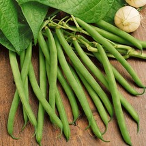 USA Seller Provider Green Bean Seeds Hardy Stringless String Beans Vegetable See - £11.44 GBP