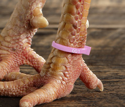 50 Light Pink Numbered Poultry Zband Leg Bands ~Fits Chickens,Geese,Ducks  - £11.00 GBP