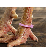 50 Light Pink Numbered Poultry Zband Leg Bands ~Fits Chickens,Geese,Ducks  - £11.00 GBP
