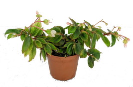 Live Plant Begonia Foliasa Tiny Pink Plant 2.5&quot; Pot Terrarium Fairy Houseplant - £32.12 GBP