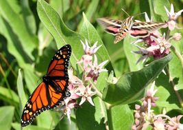 51 Showy Milkweed Seeds Wildflower Native Flower Garden Container Heat Cold Easy - £9.46 GBP