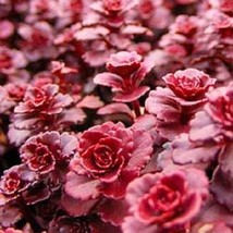 50 Red Dragons Blood Sedum Stonecrop Sedum Spurium Flower Seeds Fresh Seeds - £11.13 GBP