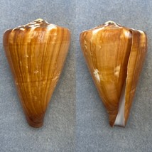 #11 Conus vexillum 80.7mm F+ Trawled, Siguijok Island, Philippines - $7.92