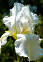 25 Iris White Flower Garden Seeds Plants - £10.99 GBP