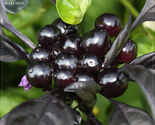 Pepper Black Pearl Chili Seeds 15 Seeds - $7.99