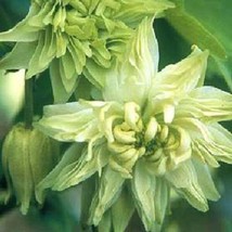 TH 25 Seeds Lime Sorbet Akelei Flower Seeds/Perennial - £11.79 GBP