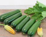 20 Dark Green Zucchini Summer Squash Seeds Fast Shipping - £7.20 GBP