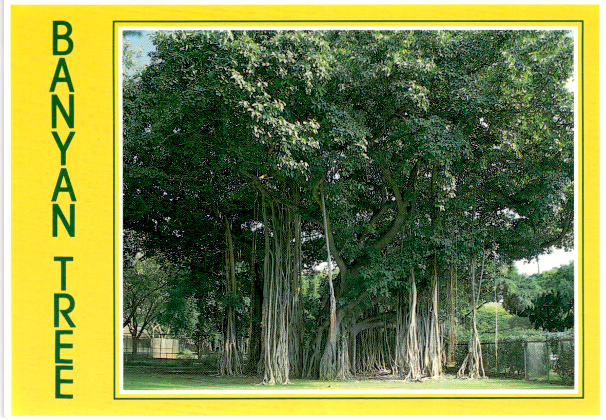 Hawaii Postcards Vintage Banyan Tree Kauai Kilauea Manuna Kea Diamond He... - $21.55