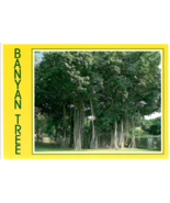 Hawaii Postcards Vintage Banyan Tree Kauai Kilauea Manuna Kea Diamond He... - $29.56 CAD