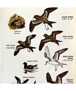 Petrels Sea Birds 7 Different Varieties 1966 Color Art Print Nature ADBN1s - $368.02 MXN