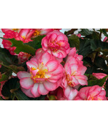 PSA Mpb6 Begonia Seeds Nonstop Joy Rose Picotee Semi Trailing 15 Pellete... - €11,62 EUR PSA Mpb6 Begonia Seeds Nonstop Joy Rose Picotee Semi Trailing 15 Pellete... - €11,62 EUR