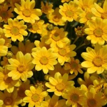 Fresh New Oregon Sunshine flower seed Beautiful Grown in USA USA Seller - £10.38 GBP