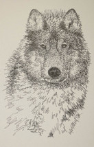 Gray Wolf Art Print Lithograph #93 Signed Kline Drawing From Words Wolves Gift - £39.81 GBP