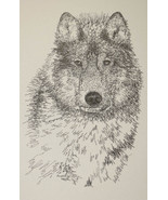 Gray Wolf Art Print Lithograph #93 Signed Kline DRAWING FROM WORDS wolve... - £39.92 GBP