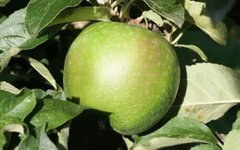 25 Granny Smith Apple Seeds For Garden Planting    From US - £8.31 GBP