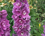 50Seeds Delphinium Pink Delphina Rose Perennial / Fragrant Blooms - $6.58