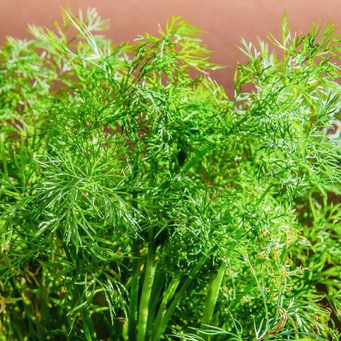 Dill Culinary Herb Seeds Fresh Harvest New Fresh  - $3.98