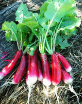 US Seller French Breakfast Radish 30 Seeds Tasty Fresh Seeds - £15.05 GBP