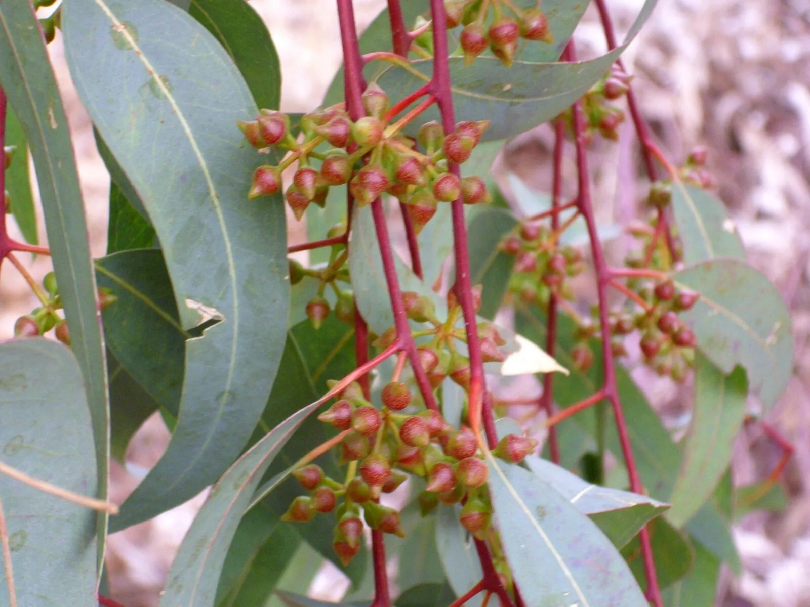 Eucalyptus Camaldulensis (River Red Gum) -Native Tree 20 Seeds Bonsai - $4.55