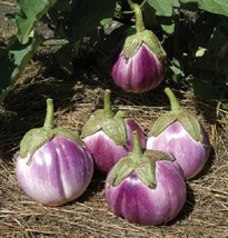 50 Organic Italian Eggplant Rosa Bianca Solanum Melongena Vegetable Seeds - £6.27 GBP