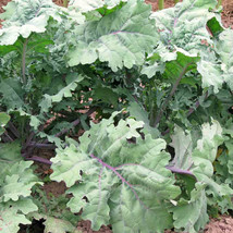 2000 Red Russian Kale Seeds Brassica Napus Var. Pabularia Non Gmo Fresh ... - £8.59 GBP