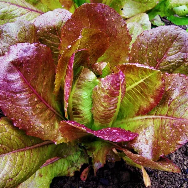 1000 Rouge D&#39;Hiver Lettuce Seeds 2024 Heirloom Seed Usa Fresh Garden - £5.09 GBP