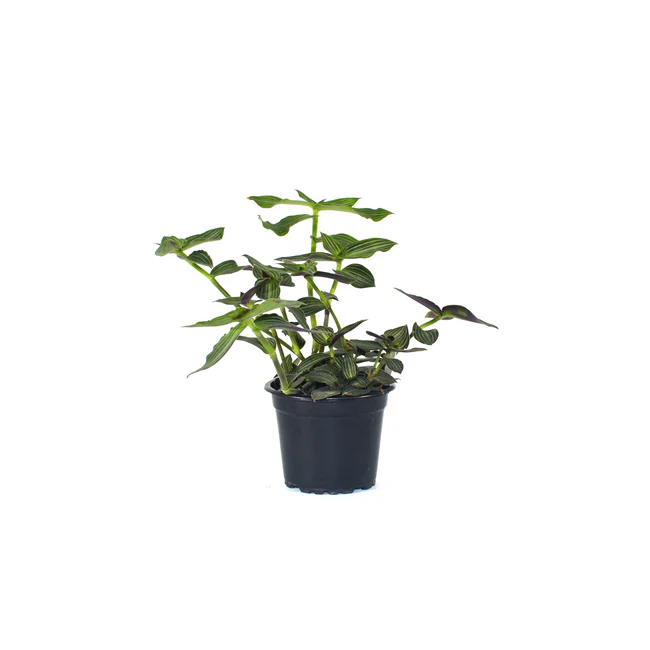 KS Callisia Gentlei Var. Elegans 3.5 Until 4 inch From US - £19.34 GBP