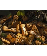 Elder Futhark Runic Initiation Rite - Open the Floodgates of the Univers... - $1,499.00