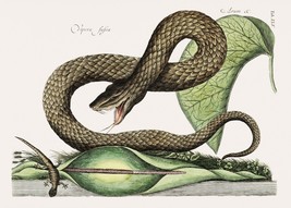 Decoration Poster.Interior wall design.Brown Viper.Mark Catesby nature art.14957 - £12.67 GBP+