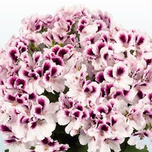 HS 10 White Purple Geranium Seeds Perennial Flower Seed Flowers Bloom 236 Us Sel - £4.57 GBP