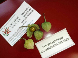 Japanese Ground Cherry - Physaliastrum chamaesarachoides - 10+ seeds - So 053 - £2.59 GBP